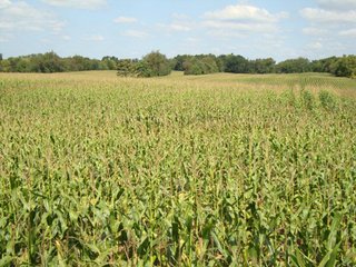 Property photo 4 - 60 +/- Acres Offered in 3 Tracts - Real Estate Auction